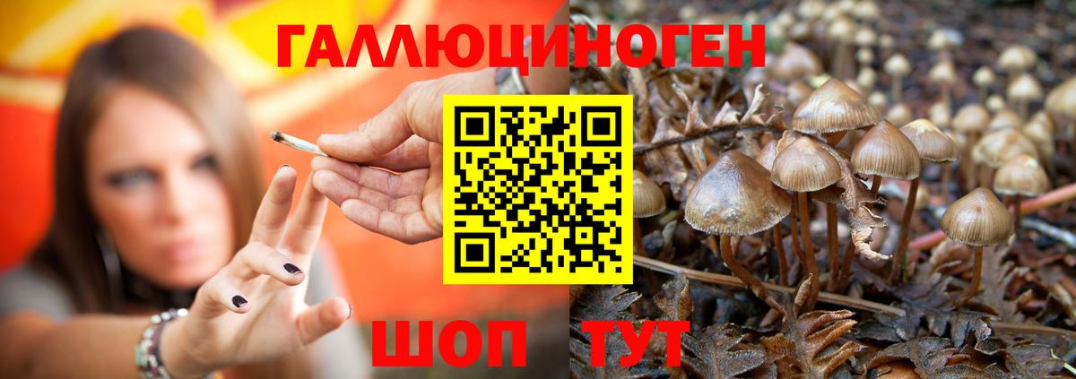 Псилоцибиновые грибы GOLDEN TEACHER Минеральные Воды